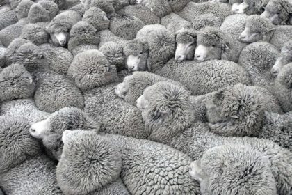 moutons