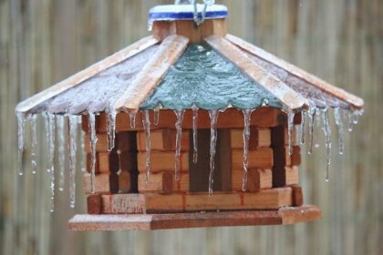 MAISON FROID